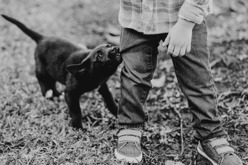 Black and white photo of a dog tugging at the pants of a kid.
