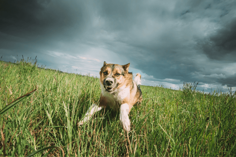 An angry dog lying on fresh grass under a dark sky.