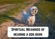 10 Spiritual Meanings of Hearing a Dog Bark (Hidden Fears)