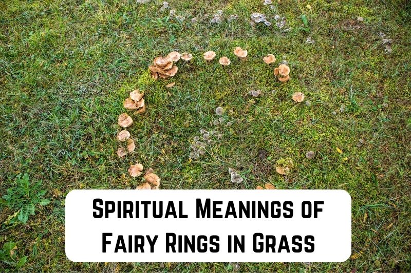 dreaming-about-fairy-rings
