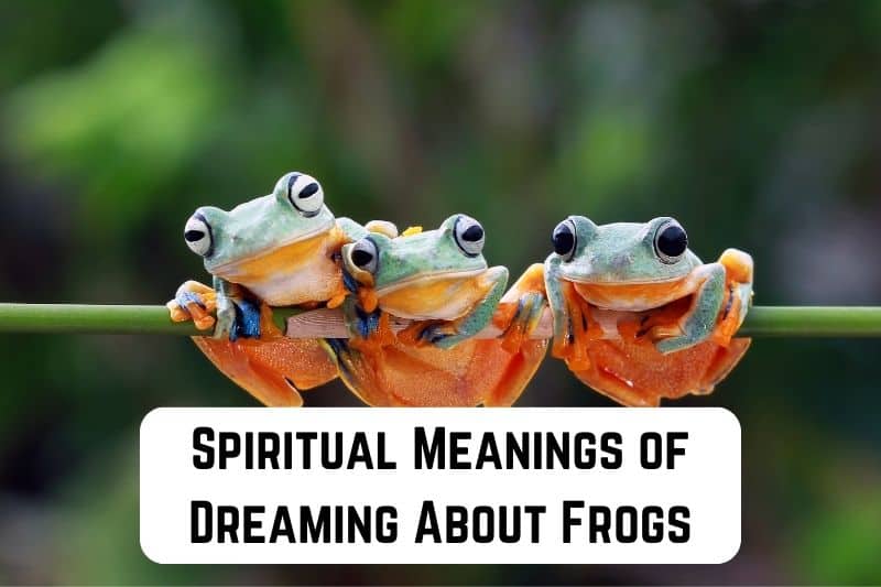 dreaming-about-frogs