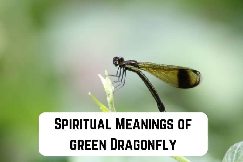 dreaming-about-green-dragonfly