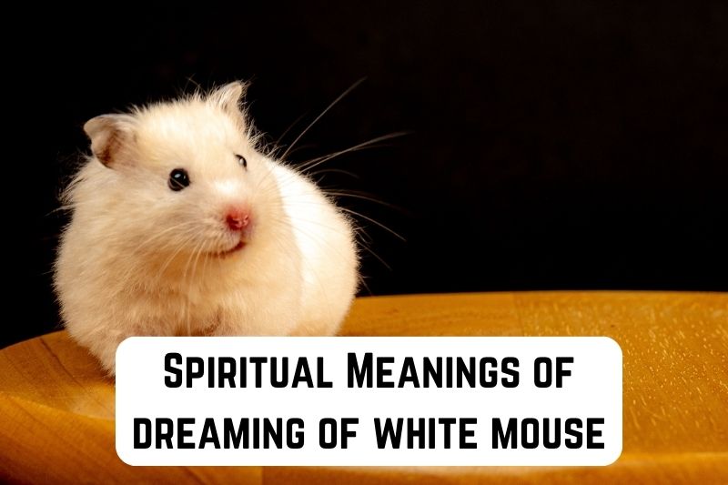 dreaming-about-white-mouse